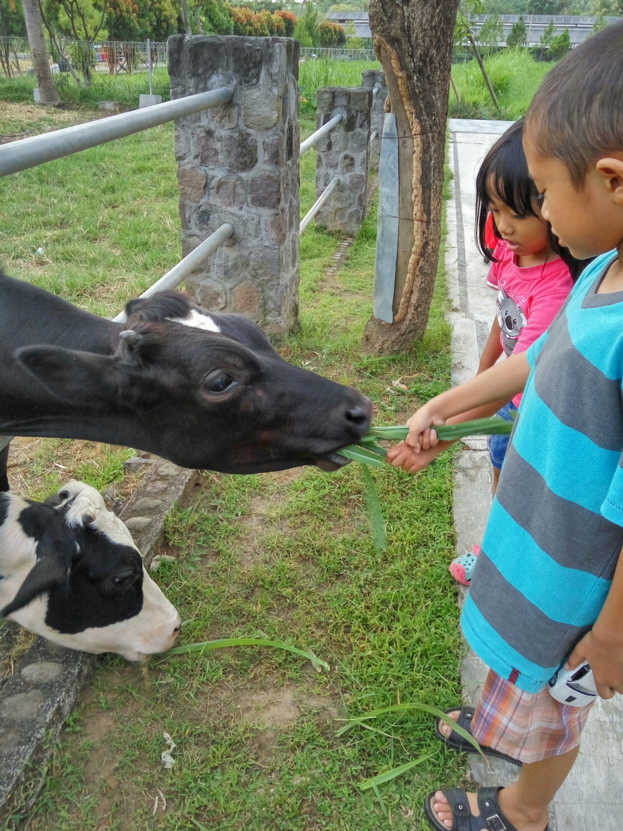 Milkindo GreenFarm Kepanjen Tempat Wisata Edukatif Untuk Anak